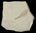 Fossil Legume Leaf - Green River Formation #16282-1